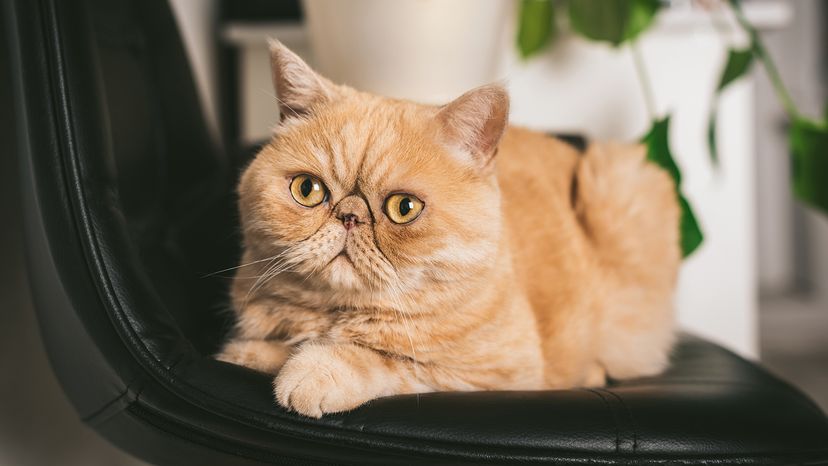 Exotic Shorthair