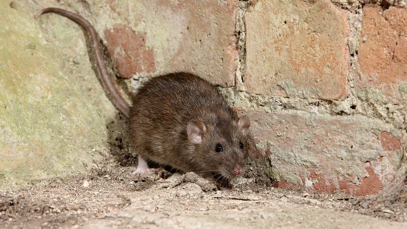 Brown rat