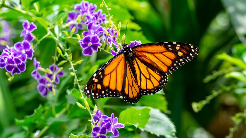 Monarch butterfly