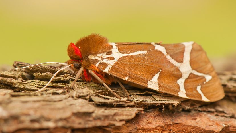 Garden Tiger Moth