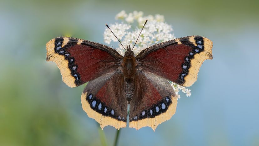 Mourning cloak butterfly