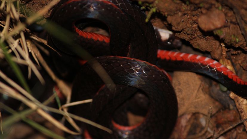 Black swamp snake