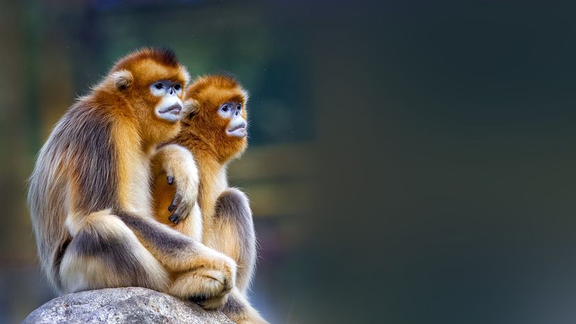 Snub-nosed monkeys