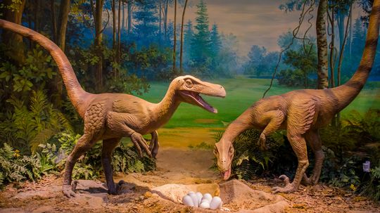 Troodon: An Omnivorous Dinosaur With a Big Brain