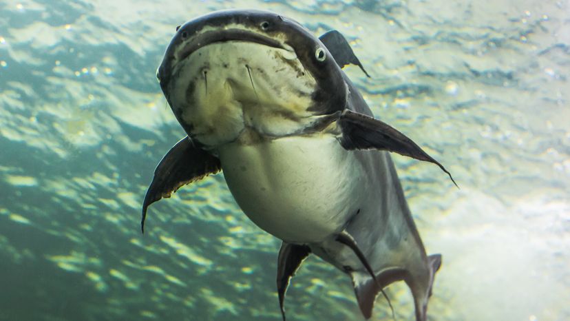 Mekong giant catfish