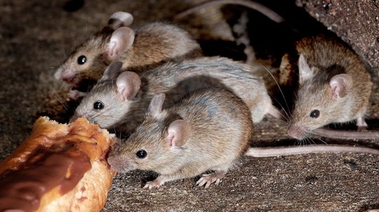 What Is a Group of Mice Called? Not Always a Colony
