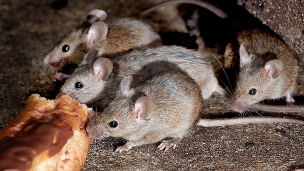 What Is a Group of Mice Called? Not Always a Colony
