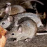 What Is a Group of Mice Called? Not Always a Colony