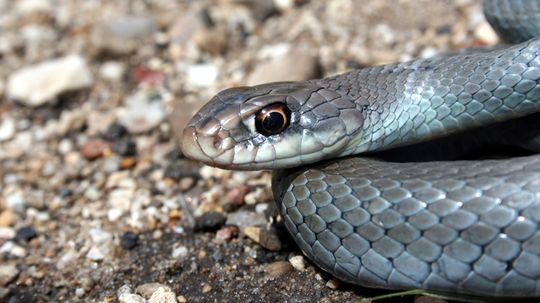 How the Blue Racer Snake Lives Up to Its Name