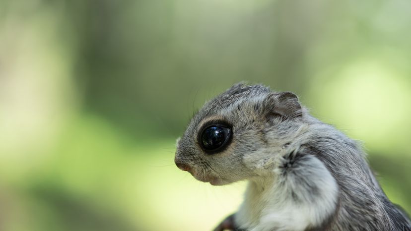 Siberian flying squirrel