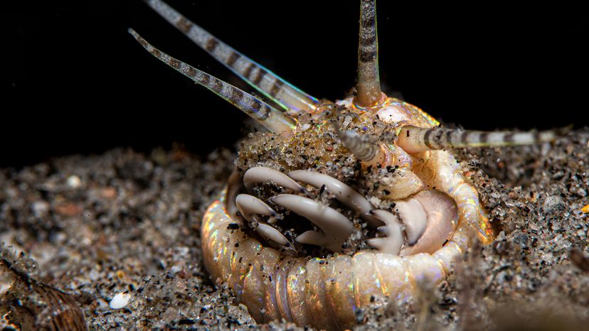 bobbit worm