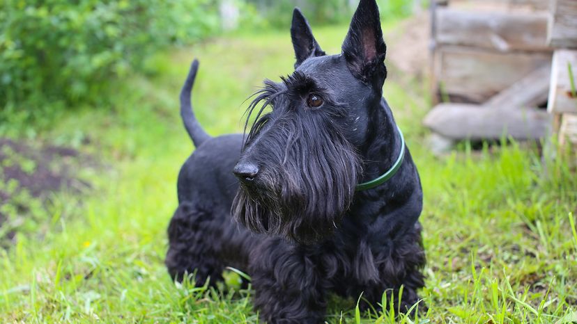Scottish Terrier