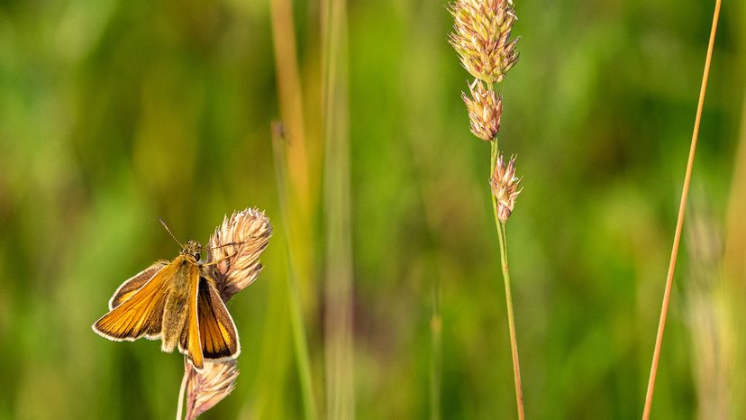 Essex skipper butterfly