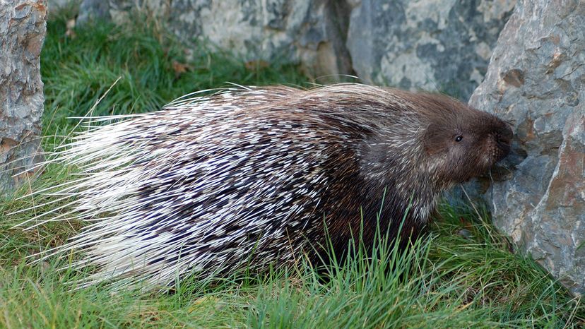 Crested porcupine