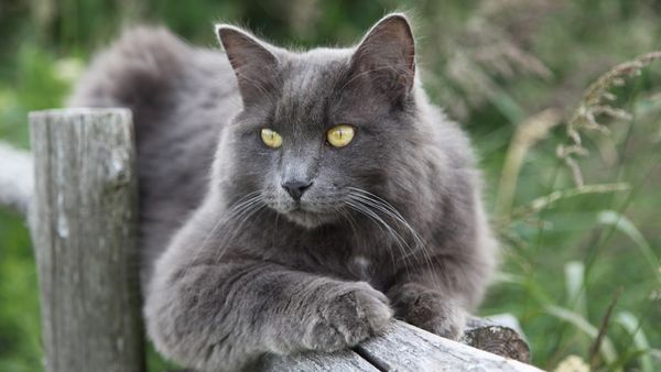 Nebelung Cat: A Long-haired, Silver-tipped Beauty