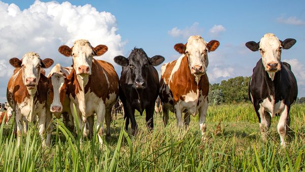 What Is a Group of Cows Called? Not Always a Herd