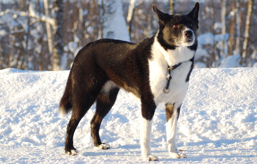 dog