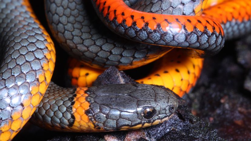 Ring-necked snake