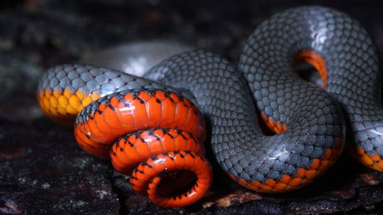 Identifying Red and Black Snake Species