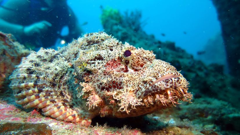 Stonefish