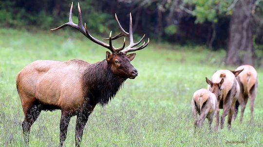 What Is a Group of Elk Called? Not Always a Gang