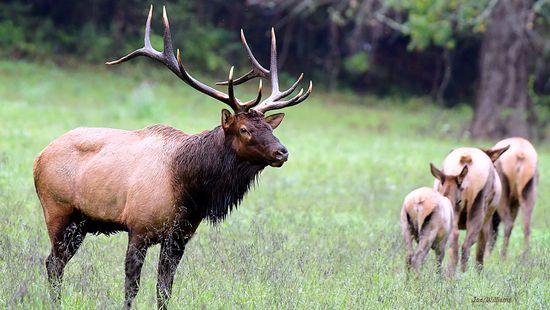 What Is a Group of Elk Called? Not Always a Gang