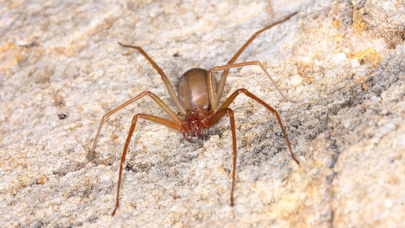 Brown recluse