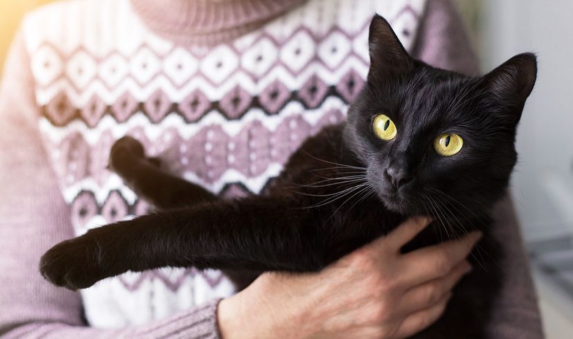 Woman in a purple sweater holding a black cat