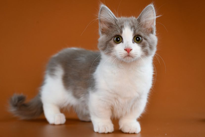 Grey and white Munchkin kitten with short legs on brown background