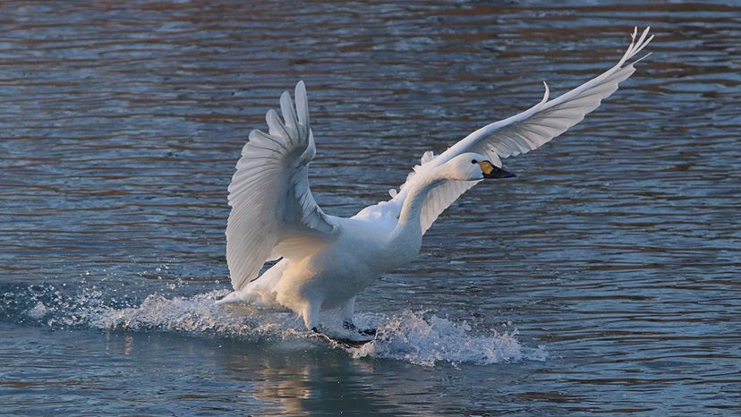 Tundra swan