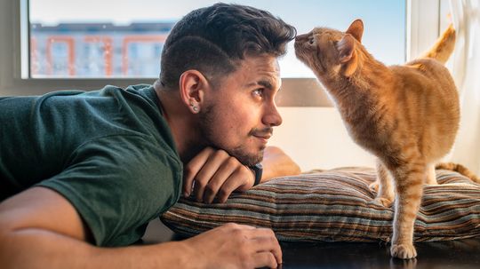 Why Does My Cat Headbutt Me? What Is It Trying to Tell Me?