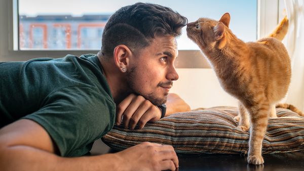 Why Does My Cat Headbutt Me? What Is It Trying to Tell Me?