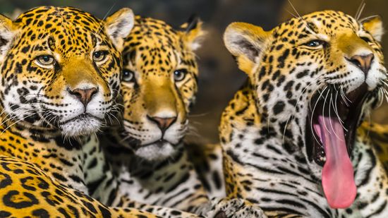 What Is a Group of Jaguars Called? Sounds Shady...
