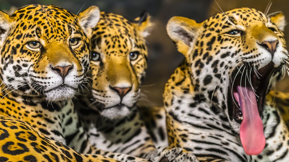 What Is a Group of Jaguars Called? Sounds Shady...