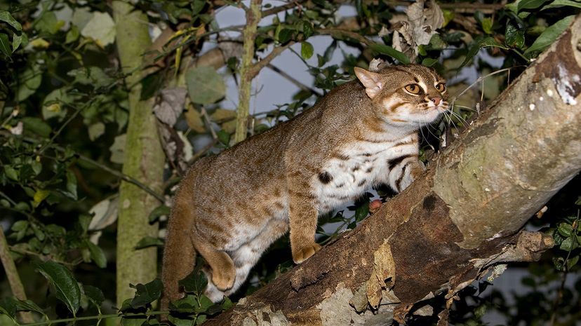 Rusty-spotted cat