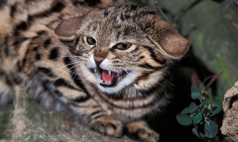 Black-footed cat