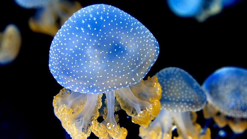 Australian spotted jellyfish