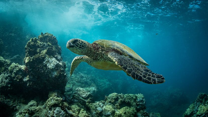 Hawaiian Green Sea Turtle