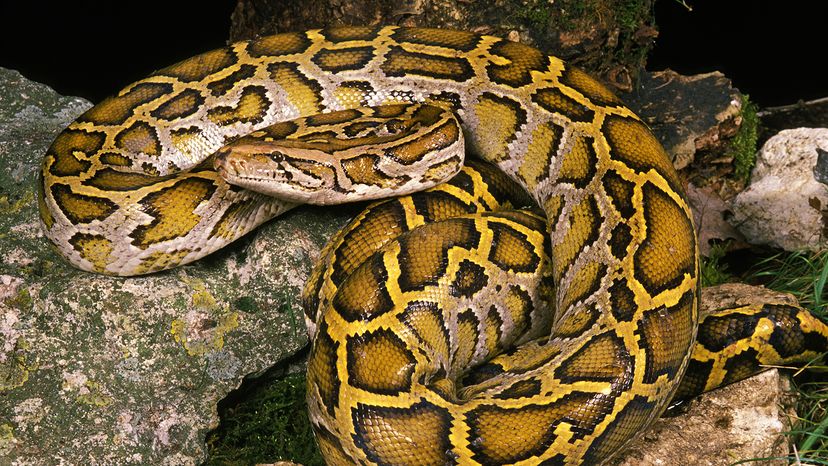 Indian python