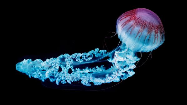 Deep Sea Jellyfish Have 30-foot-long Tentacles