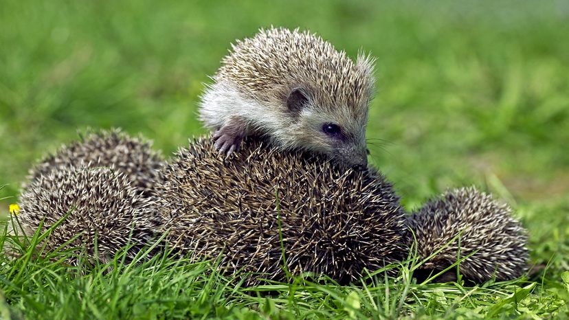 hedgehogs