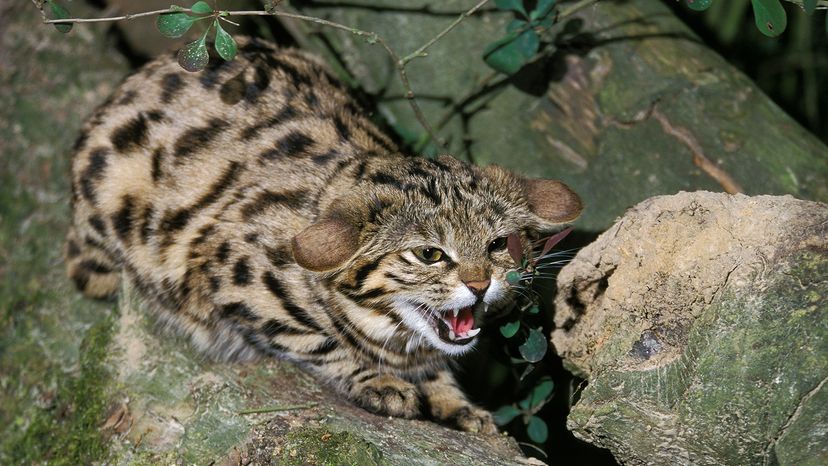 Black-footed cat