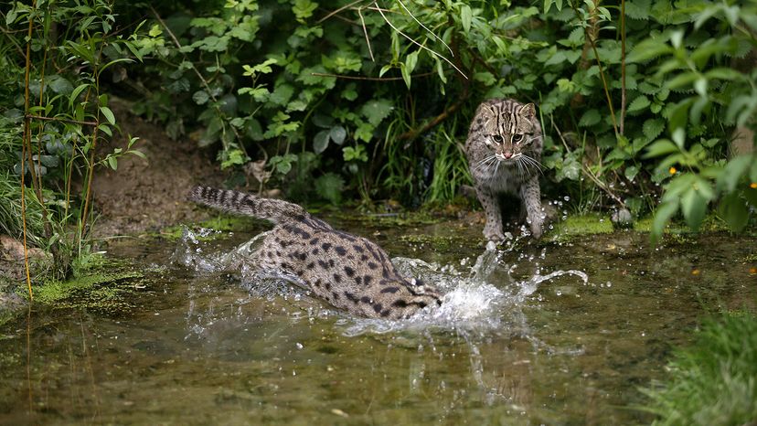 Fishing cats