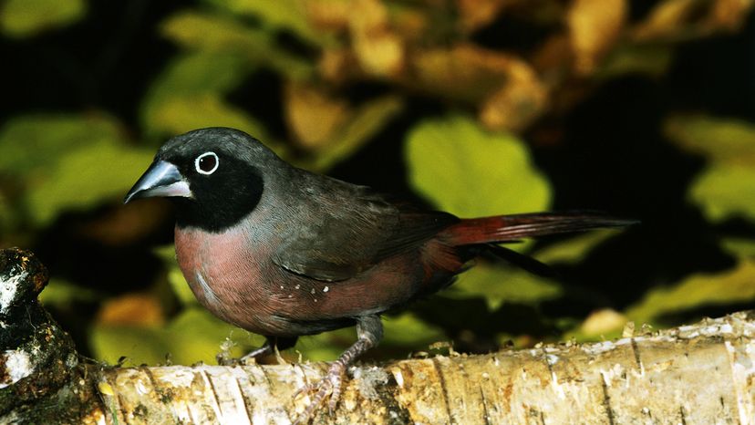 bird