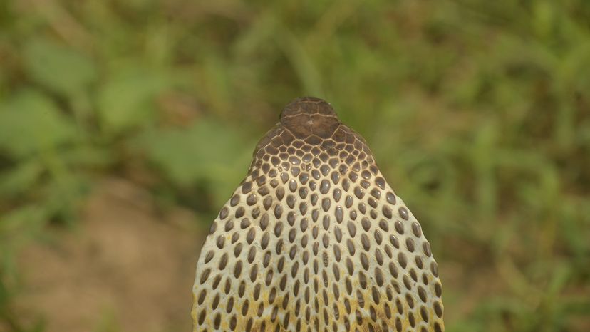 Philippine cobra