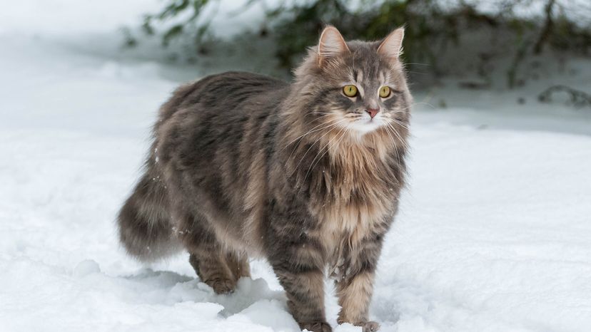 Siberian