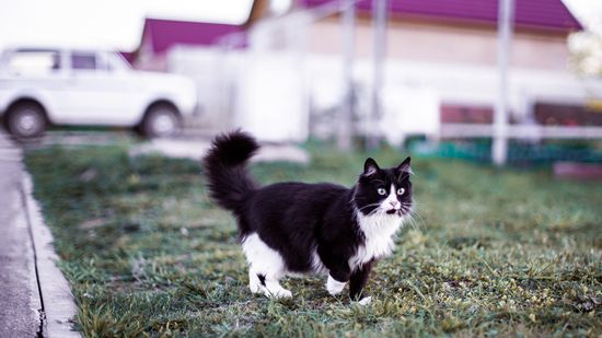 Use Cat Repellent to Deter Cats and Kittens Responsibly