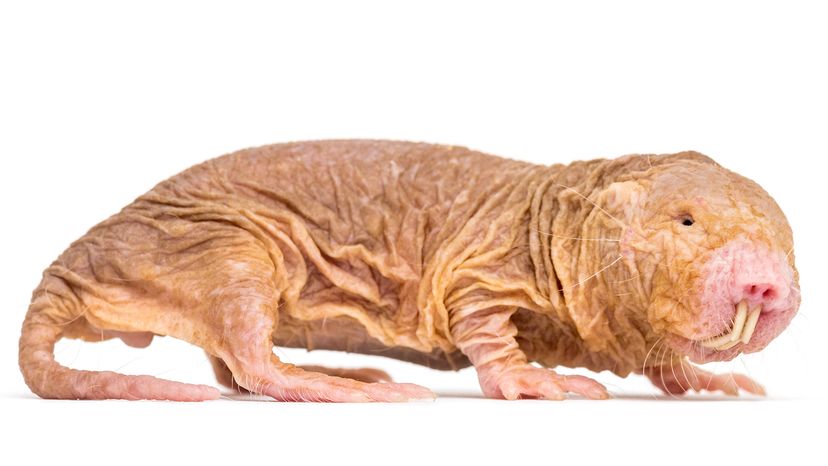 Naked mole rat