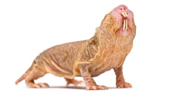 The Naked Mole Rat Exhibits Hive Behavior, Lives Up to 30 Years