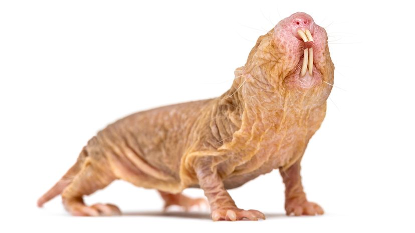 naked mole rat bearing its fangs